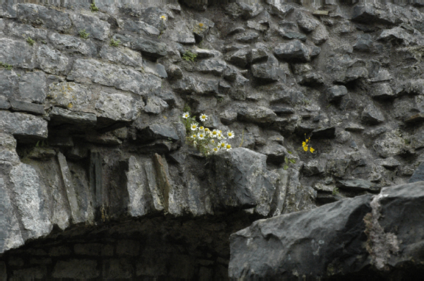 Wales 086 Carreg Cennen Castle near LLandeilo