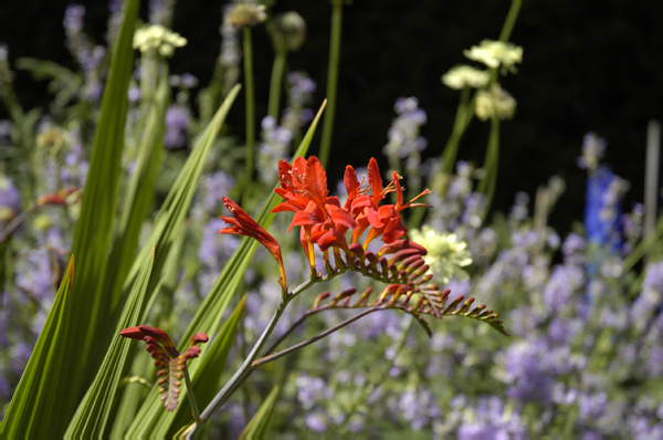 Wales 239 Chirk Castle and gardens