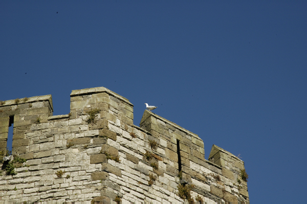 Wales 371 Caernarfon Castle and town walls