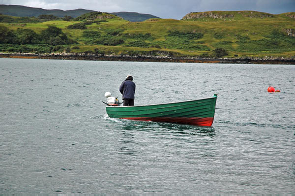 1 Seals in Dunvegan Isle of Skye  01