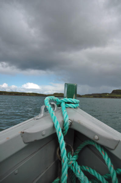 1 Seals in Dunvegan Isle of Skye  03