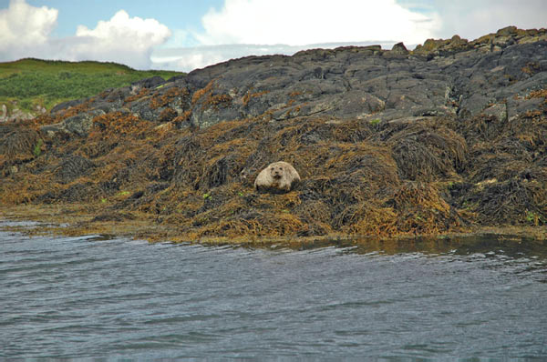 1 Seals in Dunvegan Isle of Skye  05