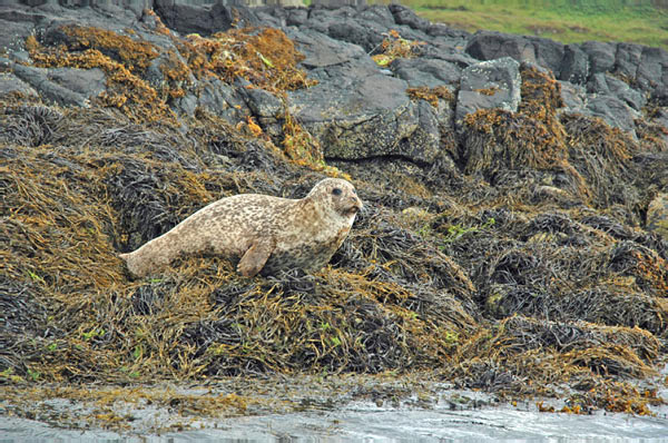 1 Seals in Dunvegan Isle of Skye  06