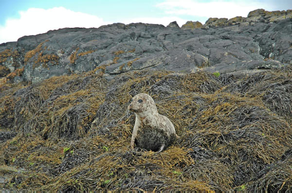 1 Seals in Dunvegan Isle of Skye  07