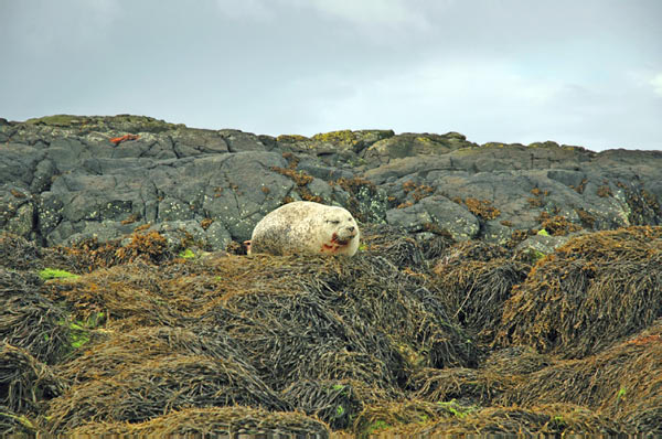 1 Seals in Dunvegan Isle of Skye  08