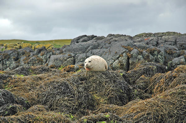 1 Seals in Dunvegan Isle of Skye  09