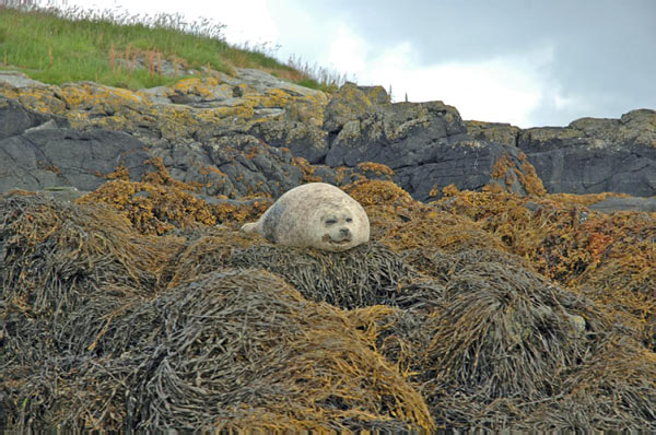 1 Seals in Dunvegan Isle of Skye  10