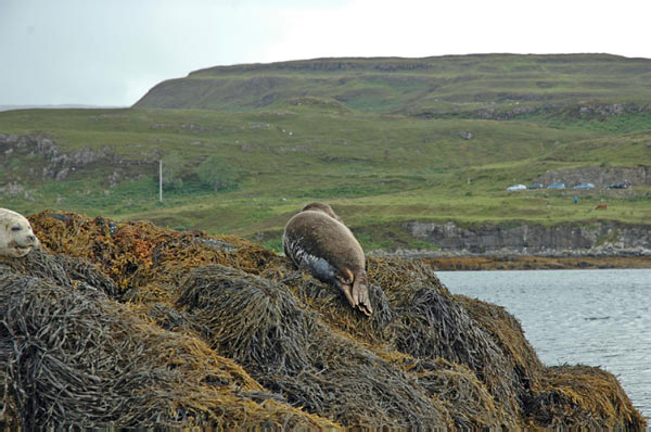 1 Seals in Dunvegan Isle of Skye  11