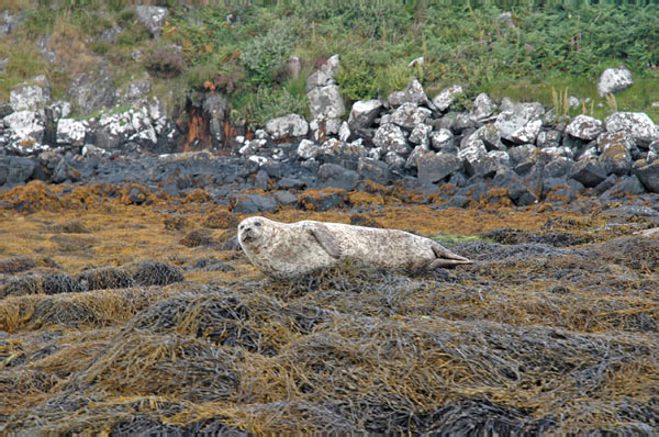 1 Seals in Dunvegan Isle of Skye  12