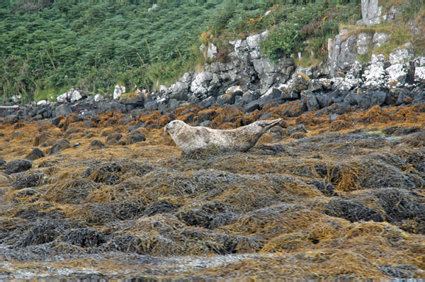 1 Seals in Dunvegan Isle of Skye  13