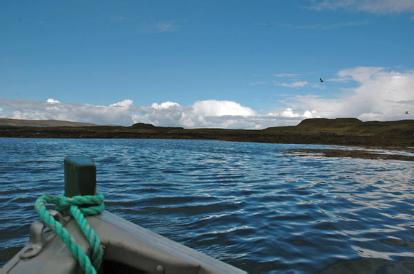 1 Seals in Dunvegan Isle of Skye  15