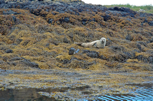 1 Seals in Dunvegan Isle of Skye  16