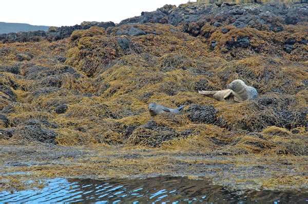 1 Seals in Dunvegan Isle of Skye  17