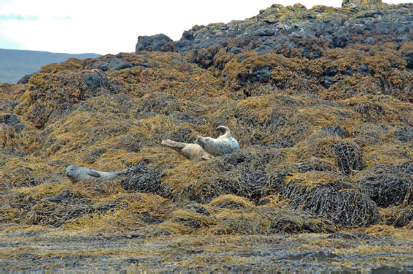 1 Seals in Dunvegan Isle of Skye  18