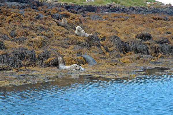 1 Seals in Dunvegan Isle of Skye  19