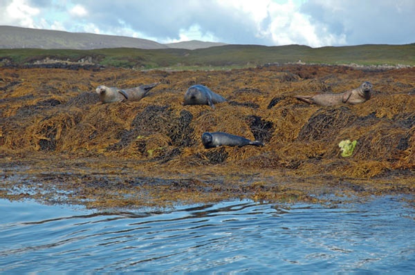 1 Seals in Dunvegan Isle of Skye  20