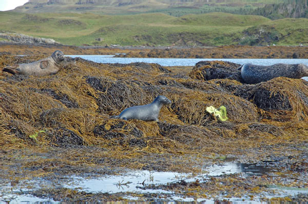 1 Seals in Dunvegan Isle of Skye  21