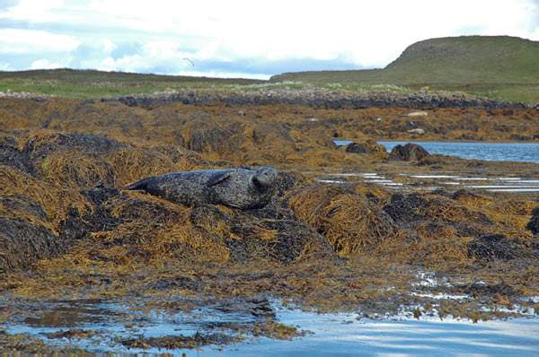 1 Seals in Dunvegan Isle of Skye  22