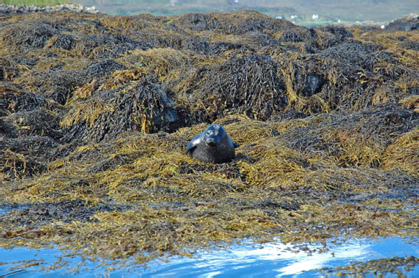 1 Seals in Dunvegan Isle of Skye  24