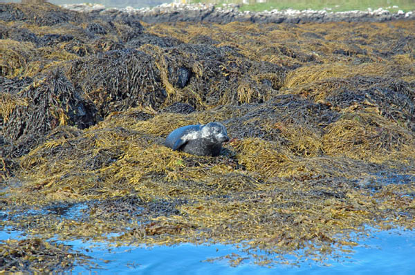 1 Seals in Dunvegan Isle of Skye  25