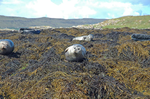 1 Seals in Dunvegan Isle of Skye  26