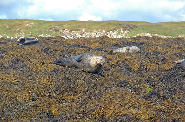 1 Seals in Dunvegan Isle of Skye  27