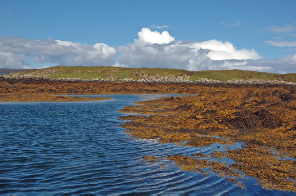 1 Seals in Dunvegan Isle of Skye  28