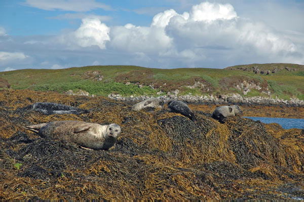 1 Seals in Dunvegan Isle of Skye  29