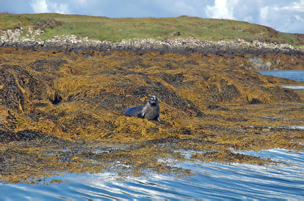 1 Seals in Dunvegan Isle of Skye  30