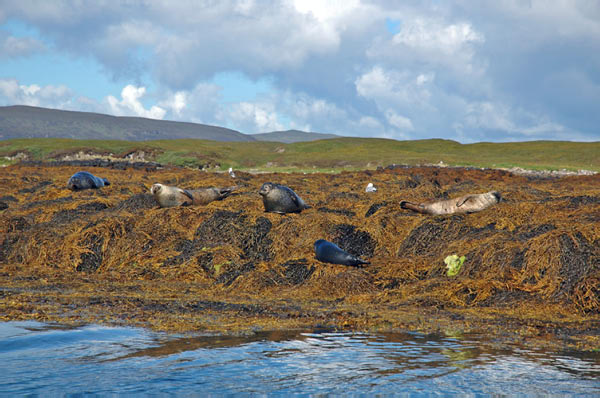 1 Seals in Dunvegan Isle of Skye  32