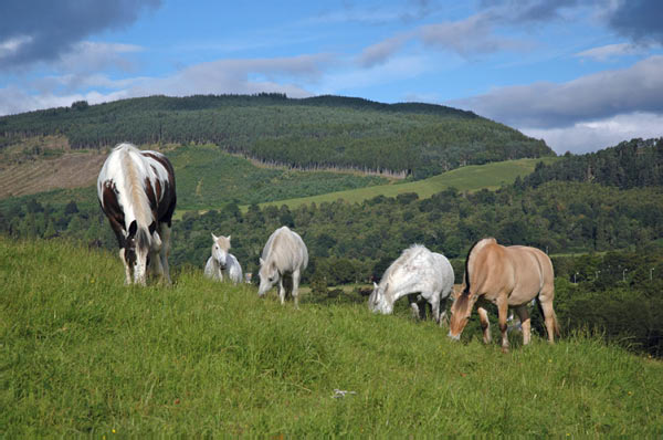 4 Drumnadrochit Campsite Loch Ness  02