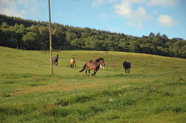 4 Drumnadrochit Campsite Loch Ness  12