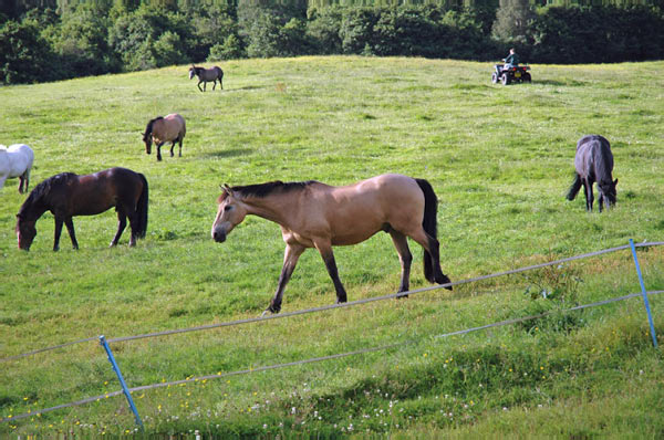 4 Drumnadrochit Campsite Loch Ness  13