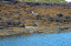 1 Seals in Dunvegan Isle of Skye  19