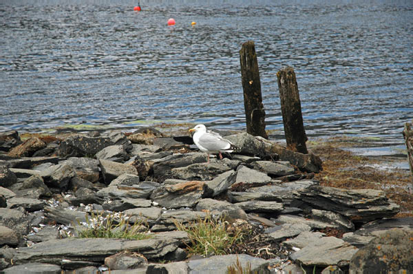 5 Campsite Loch Leven 10