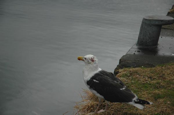 Portree in Isle of Skye 04