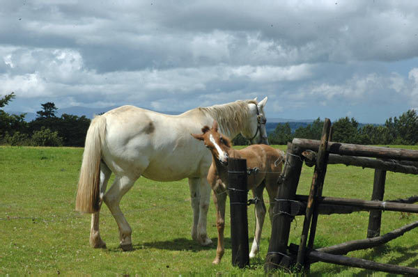 6 Muckross traditional farms near Killarney  38