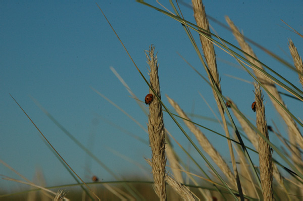 Hirtshals 108