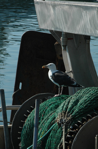 Hirtshals 170