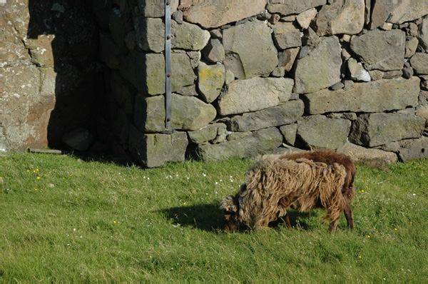 Torshaven_Faroe_Islands 254