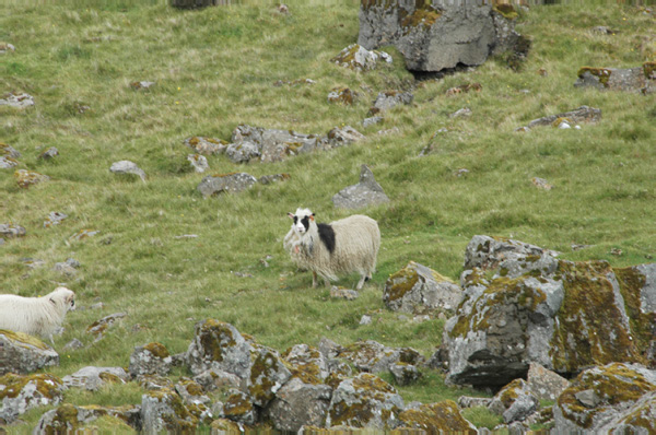 Torshaven_Faroe_Islands 304