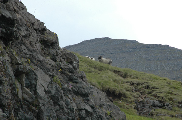 Torshaven_Faroe_Islands 306