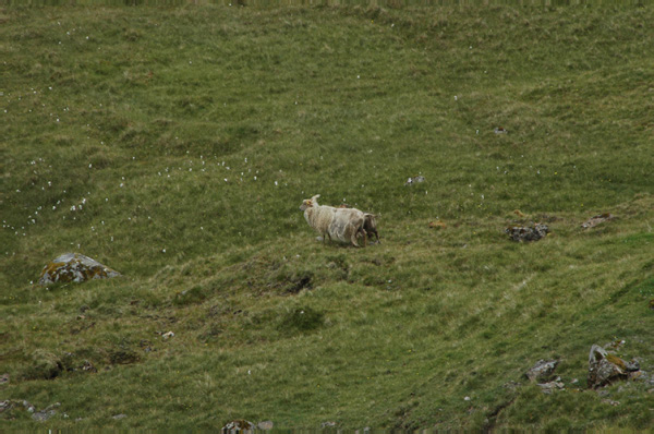 Torshaven_Faroe_Islands 310