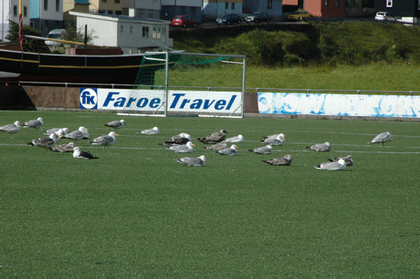 Torshaven_Faroe_Islands 353