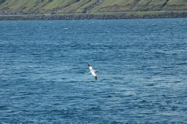 Torshaven_Faroe_Islands 422