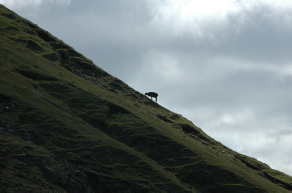 Torshaven_Faroe_Islands 424