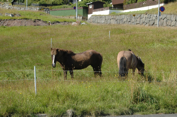 Torshaven_Faroe_Islands 447