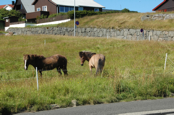 Torshaven_Faroe_Islands 448