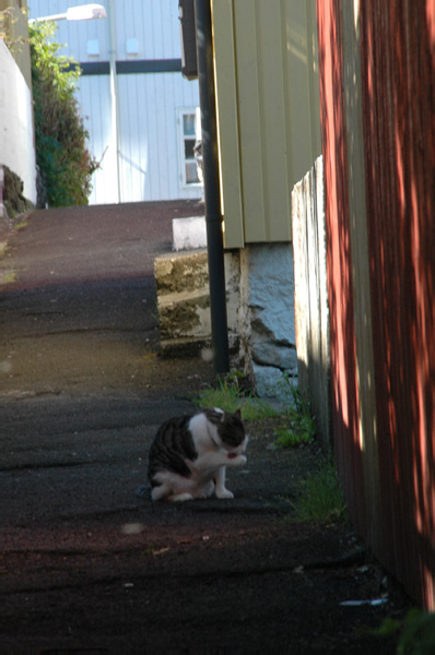 Torshaven_Faroe_Islands 499