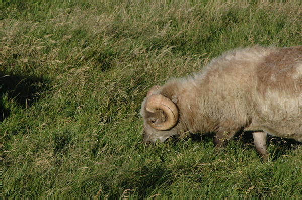 Torshaven_Faroe_Islands 567